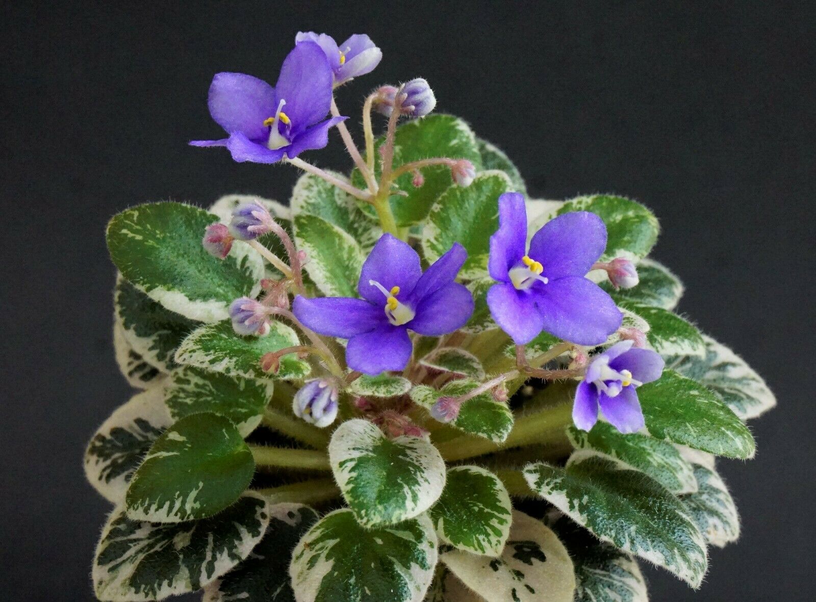 Cajun's Lil Forever Blue  (B. Thibodeaux)