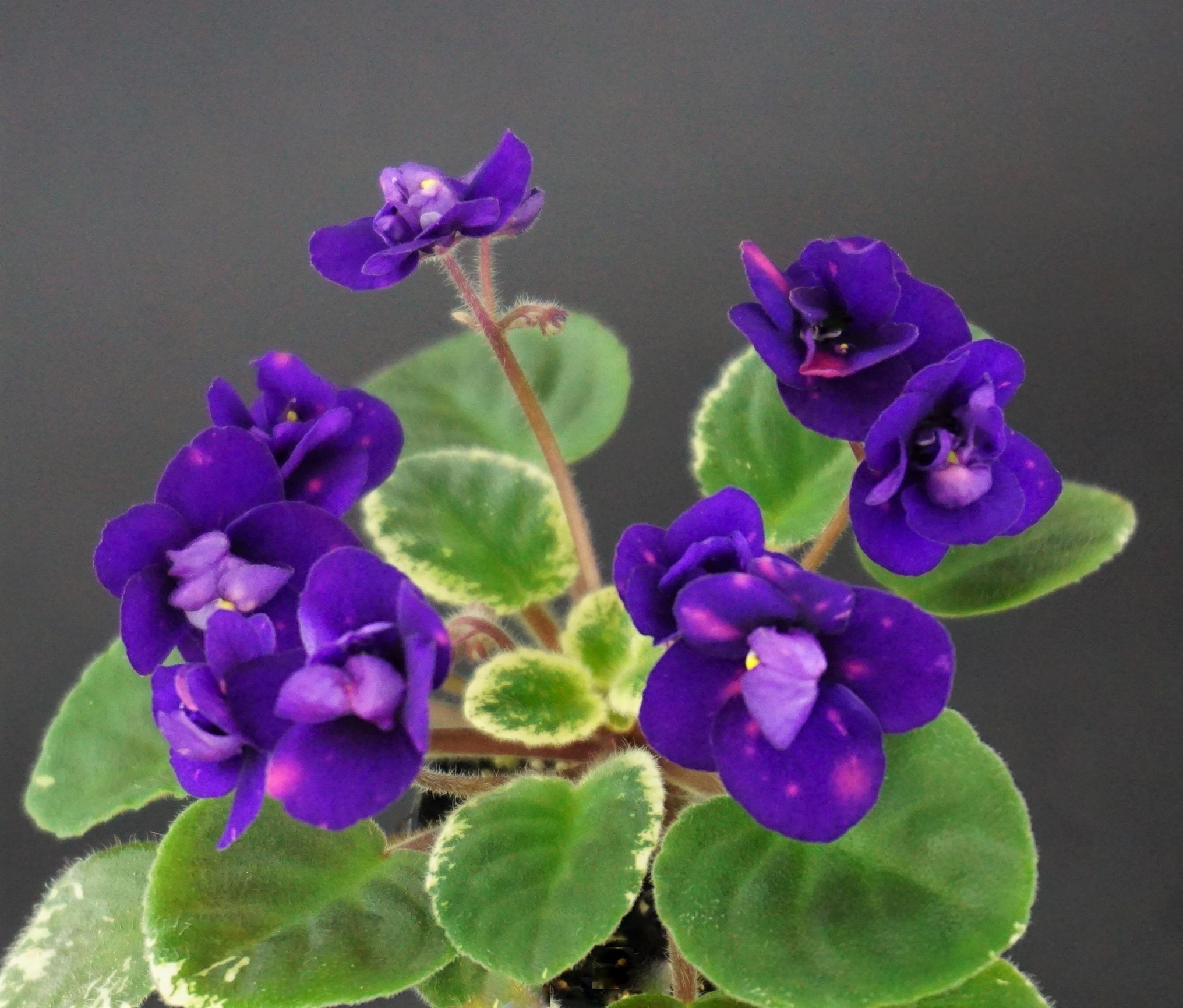 Mac's Smoldering Sapphire (G.McDonald)