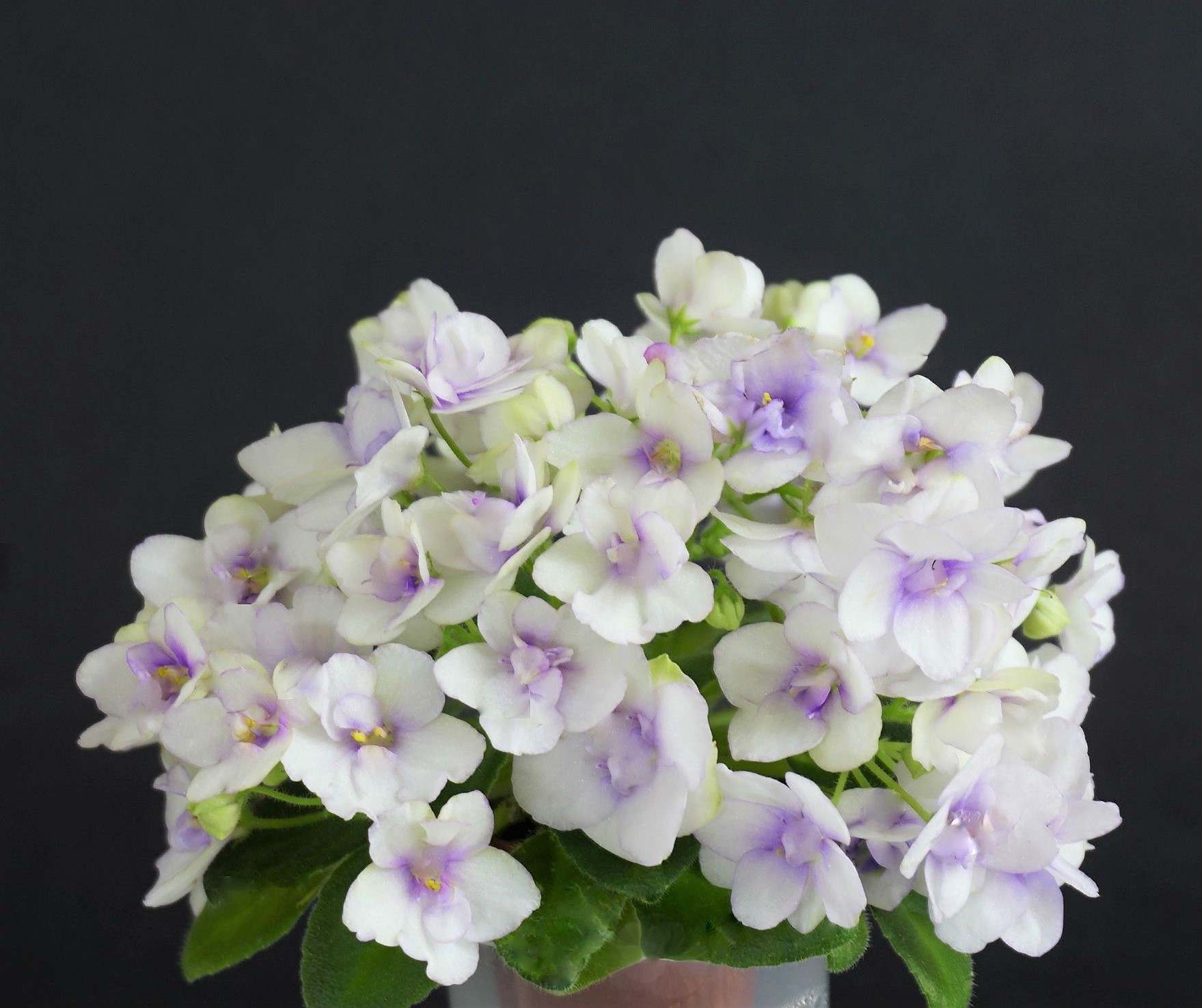 Morgan's Sophronia (C. Eros)