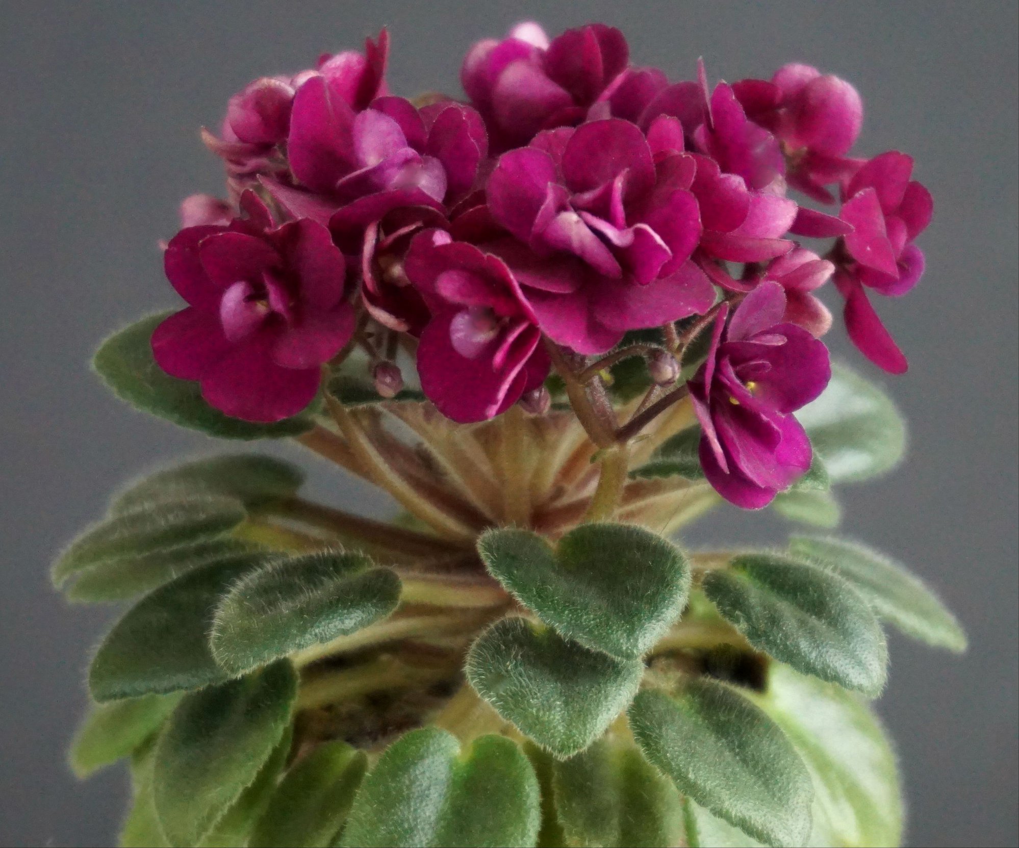 Precious Red (H. Pittman)