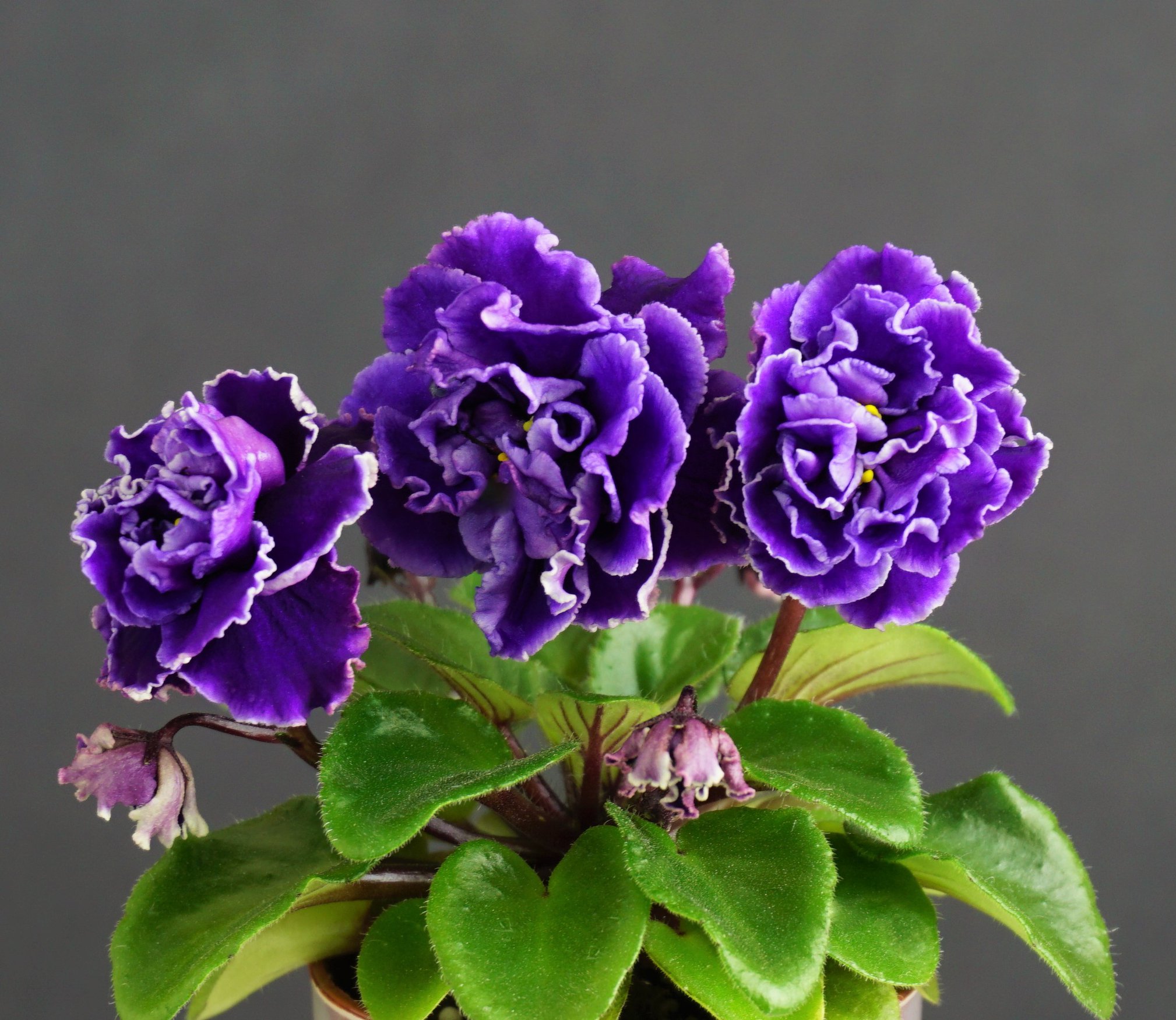 Morgan's Roji (C. Eros)