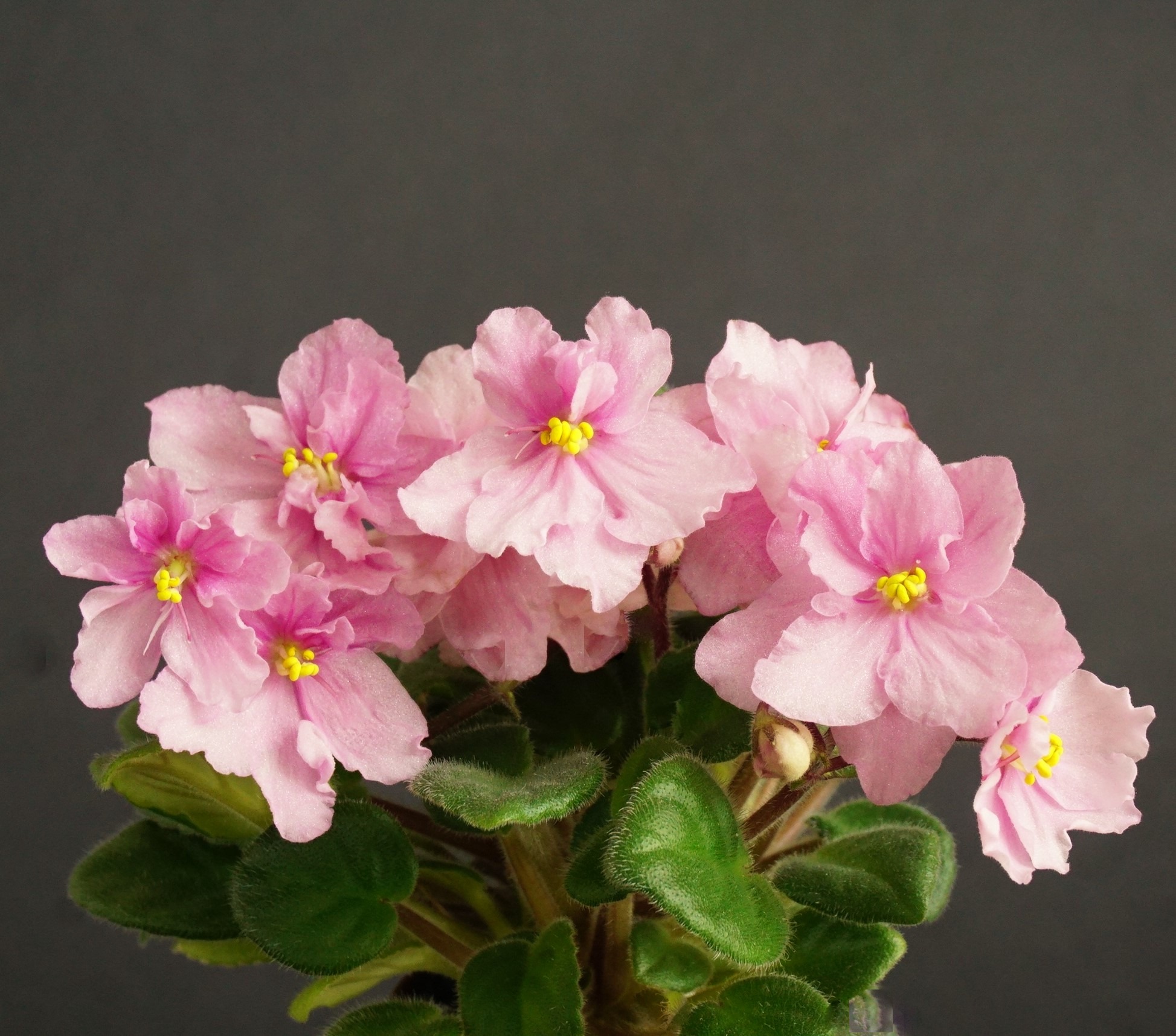 Morgan's Coral Ribbons (C. Eros)