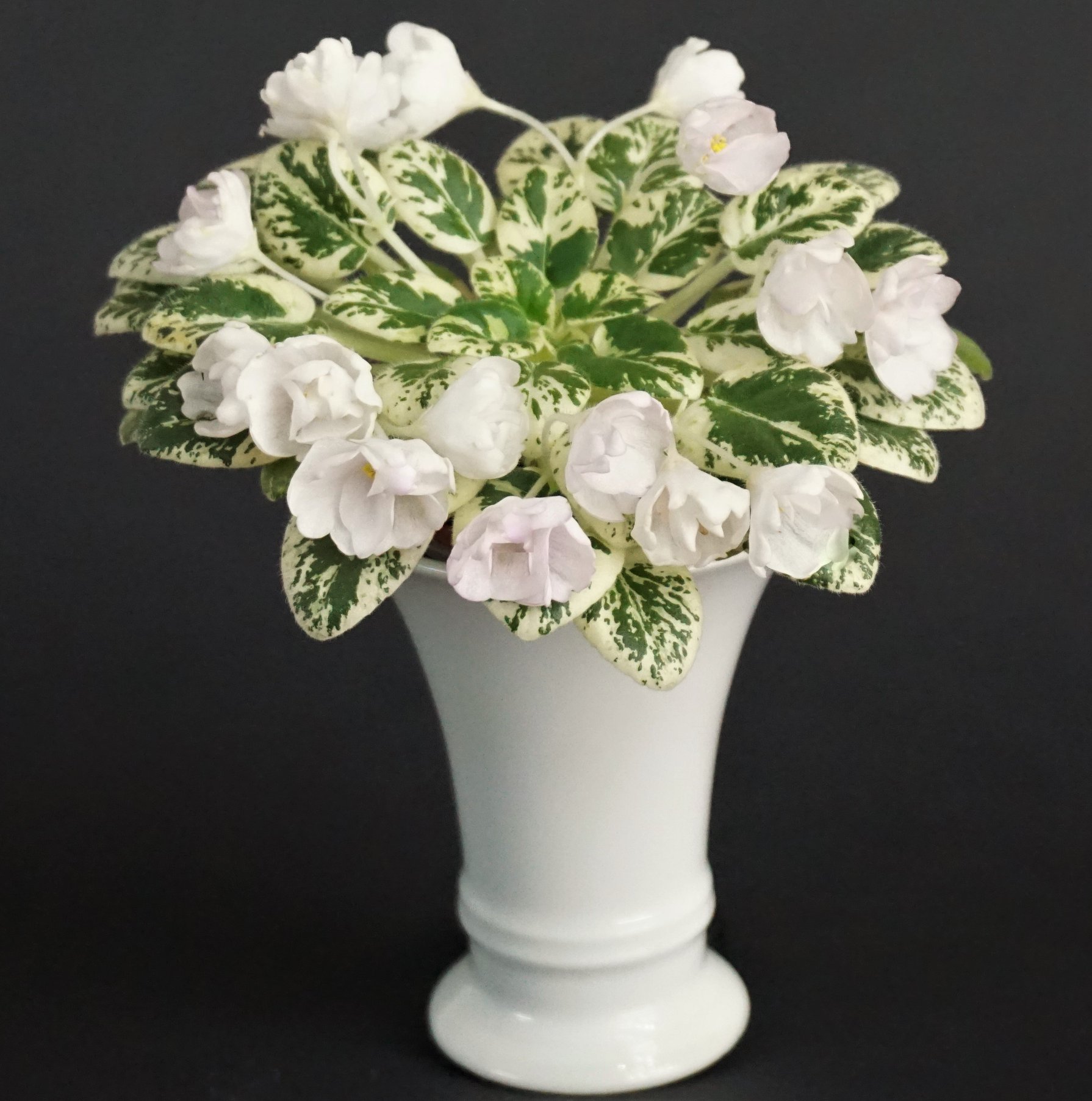 Morgan's Sumira (C. Eros)