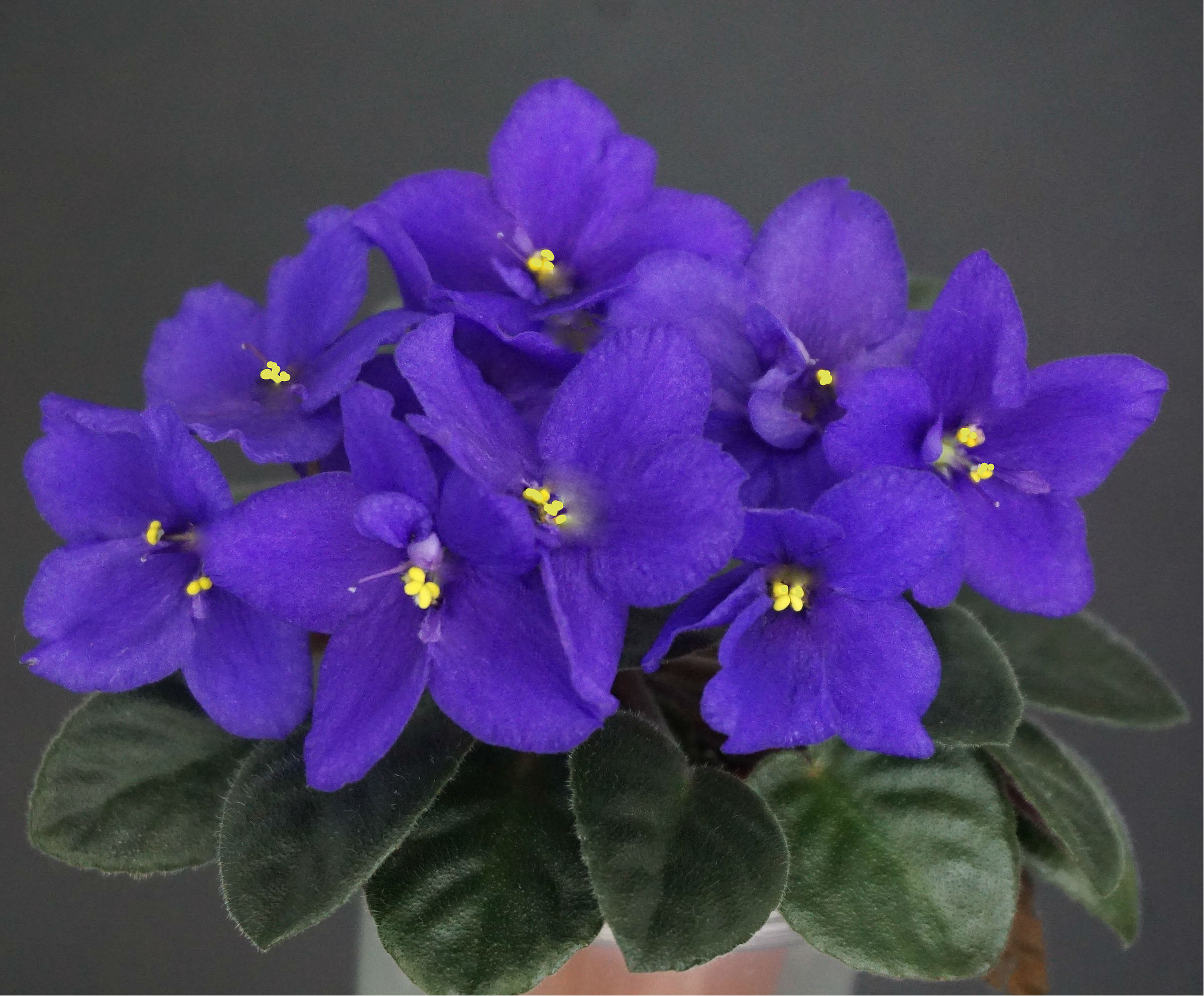 Little Ebony (S. Sorano)