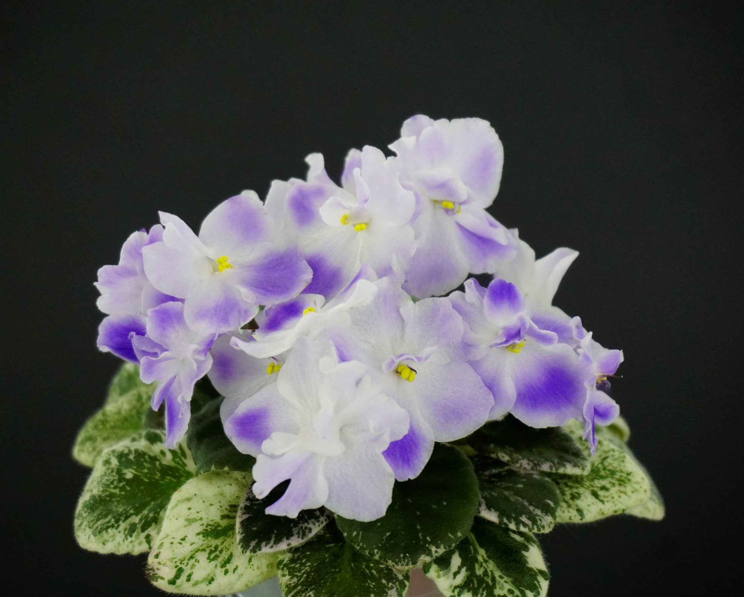 Heinz's Little Nugget (H. Dornbusch)