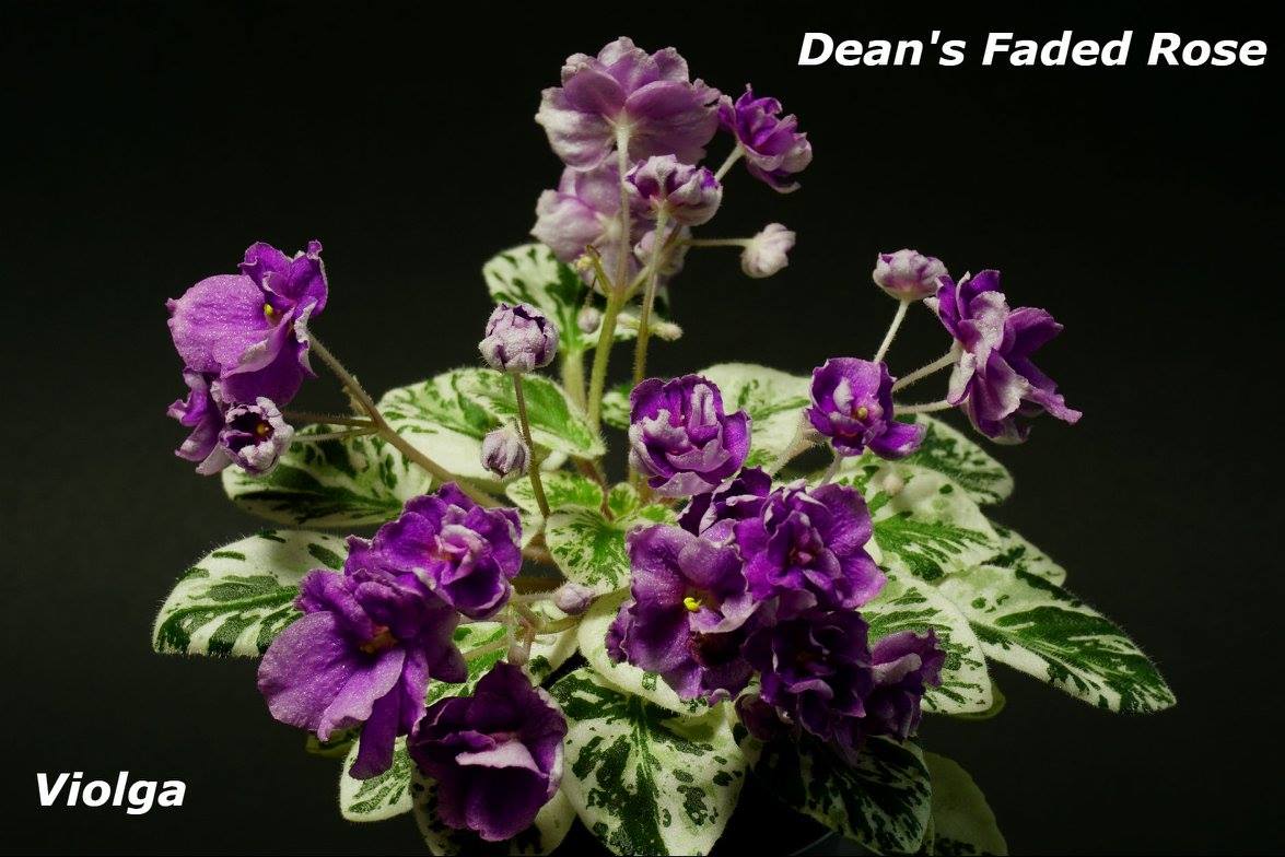 Dean`s Faded Rose (C.Hobbs/H.Hobbs)