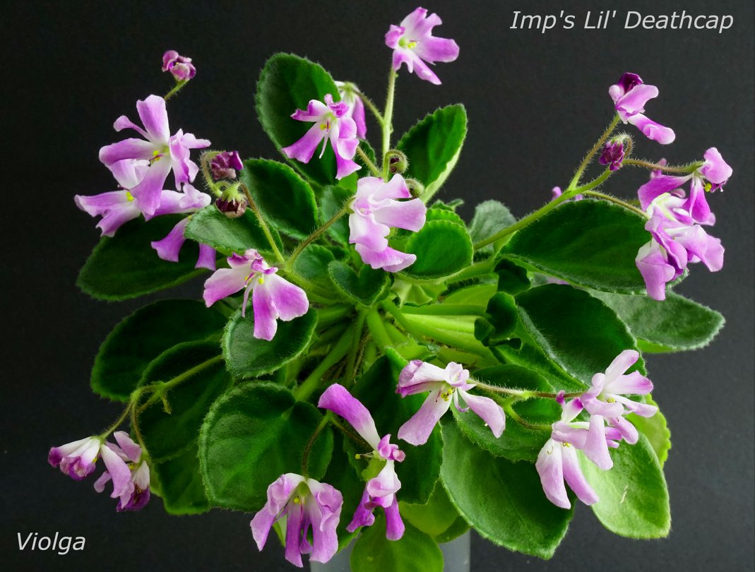 Imp's Lil' Deathcap (J. Jackson)