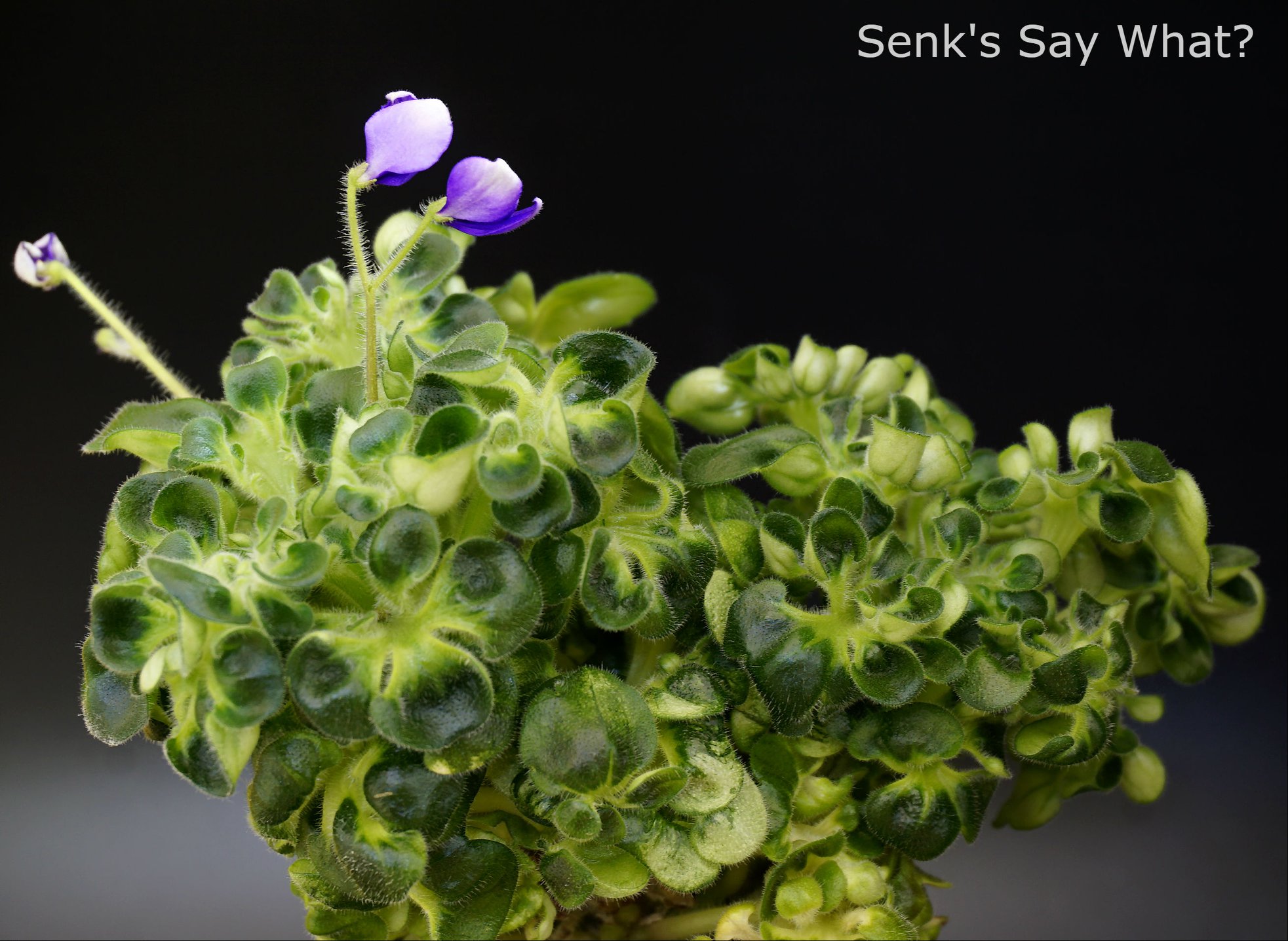 Senk's Say What? (R.Follett/D.Senk)
