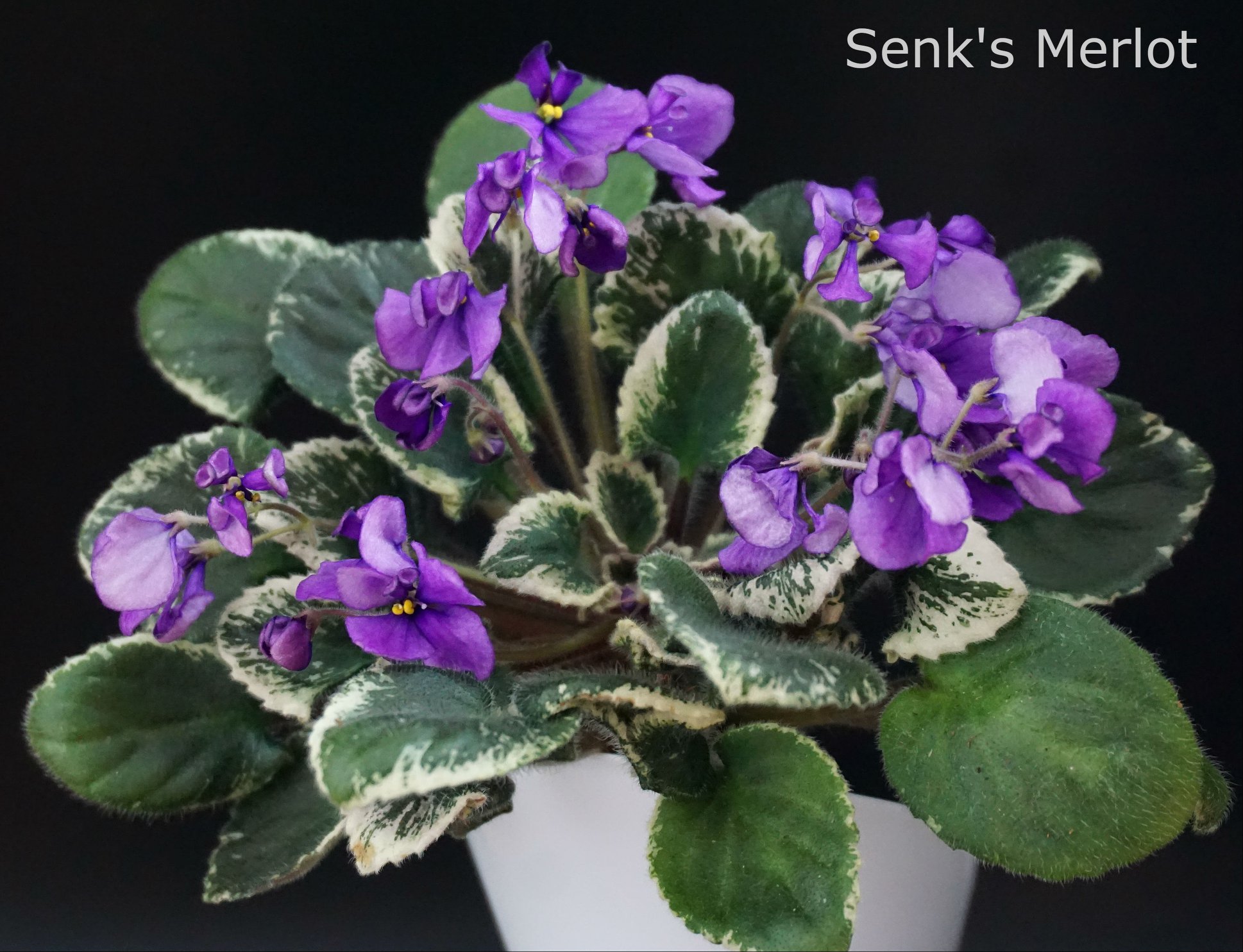 Senk's Merlot (R. Follett/D. Senk)