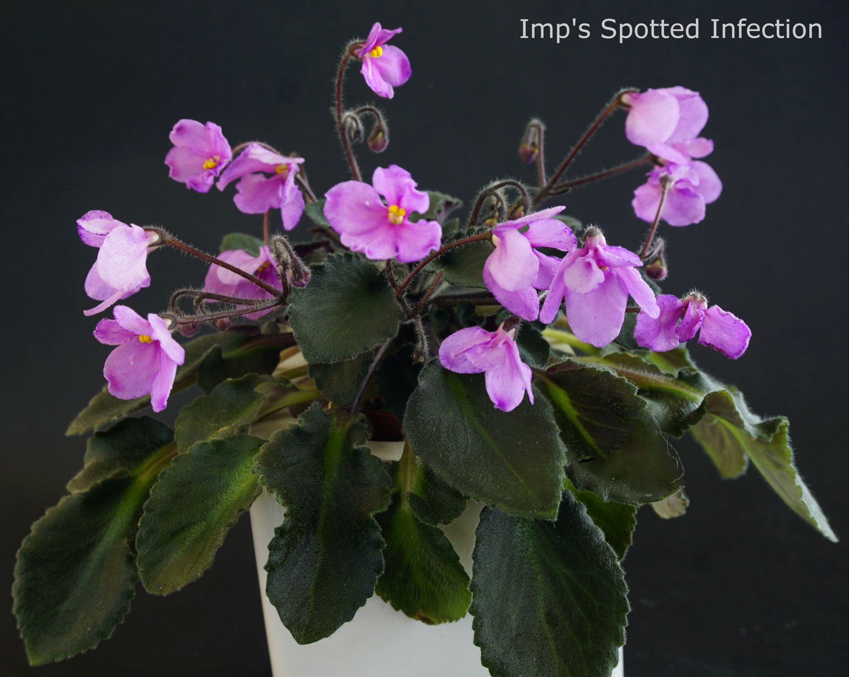 Imp’s Spotted Infection (J.Jackson)