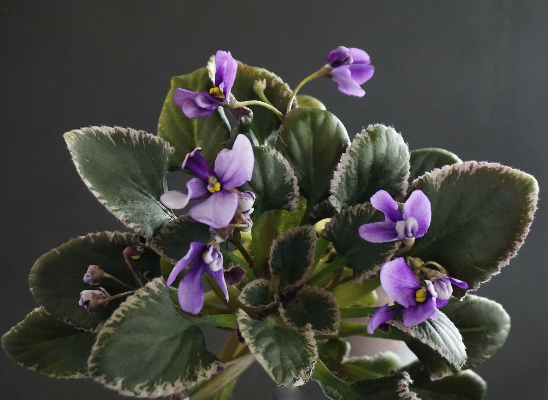 Senk's Beanstalk (R. Follett/D. Senk)