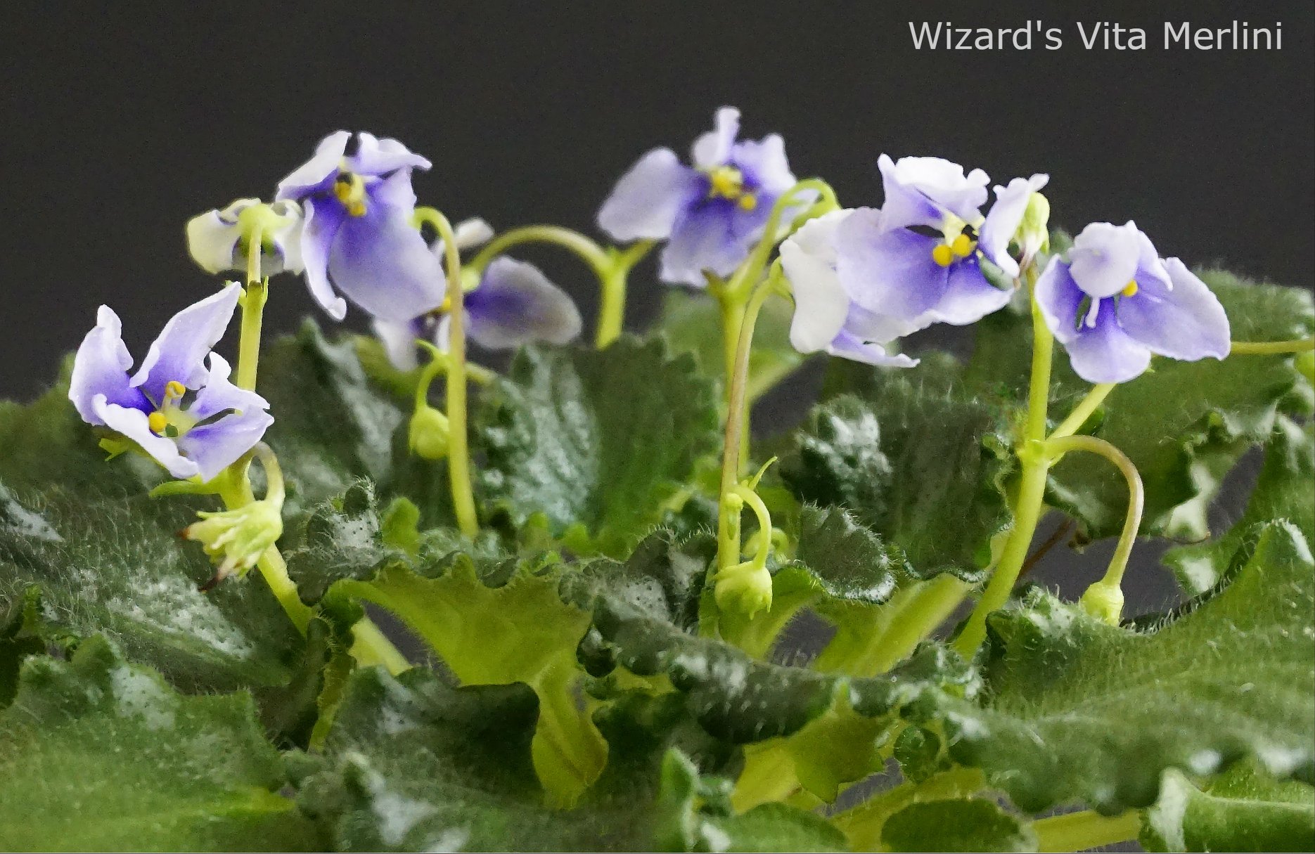 Wizard's Vita Merlini (S.Jones)