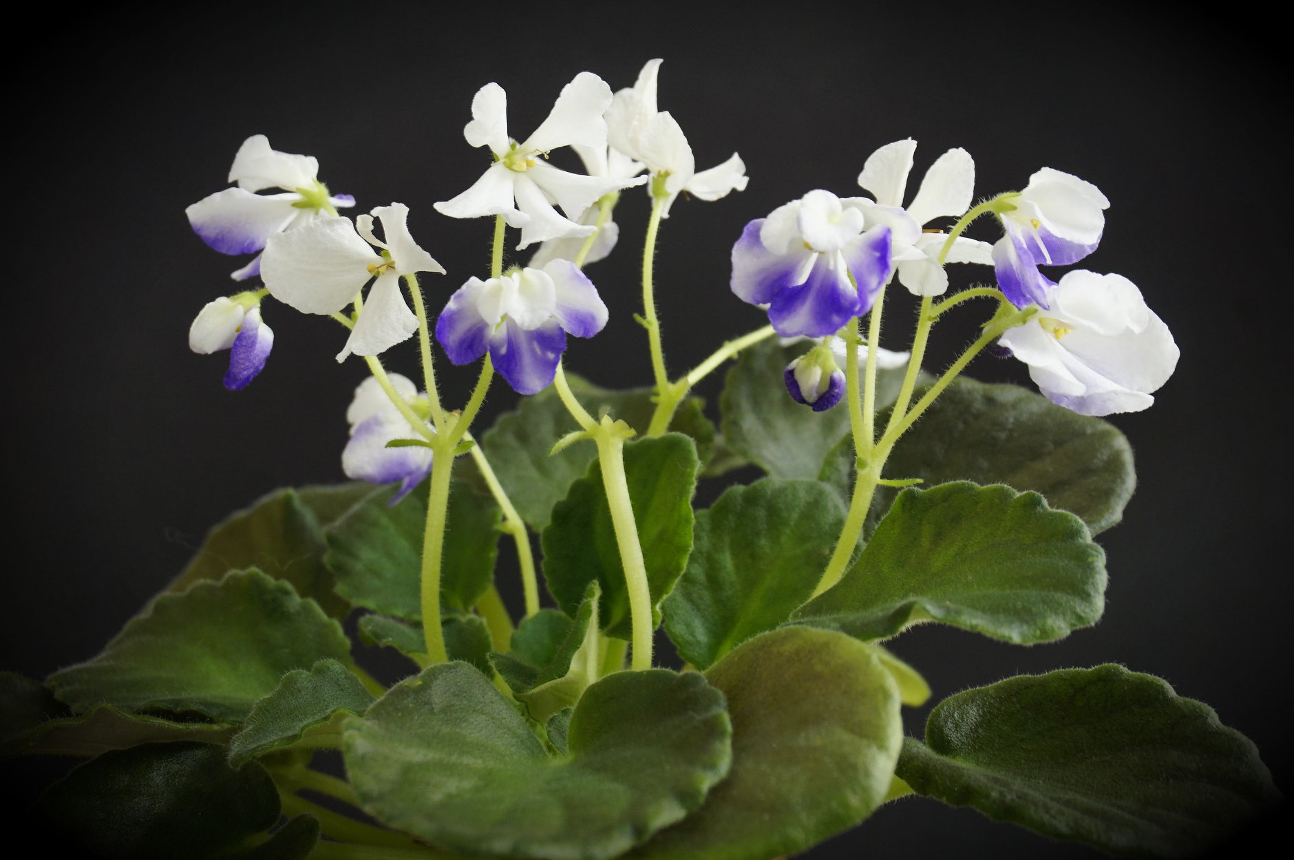 Senk's Blue Ice (R. Follett/D. Senk)