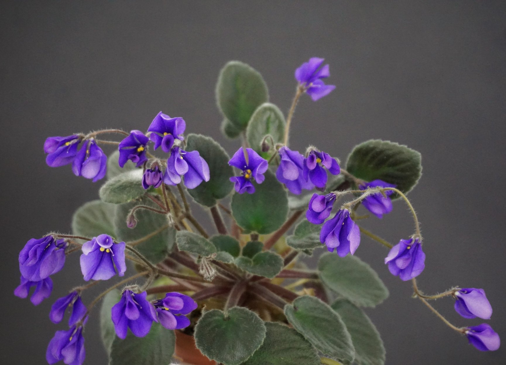 Imp`s Blue Arsenic (J.Jackson)