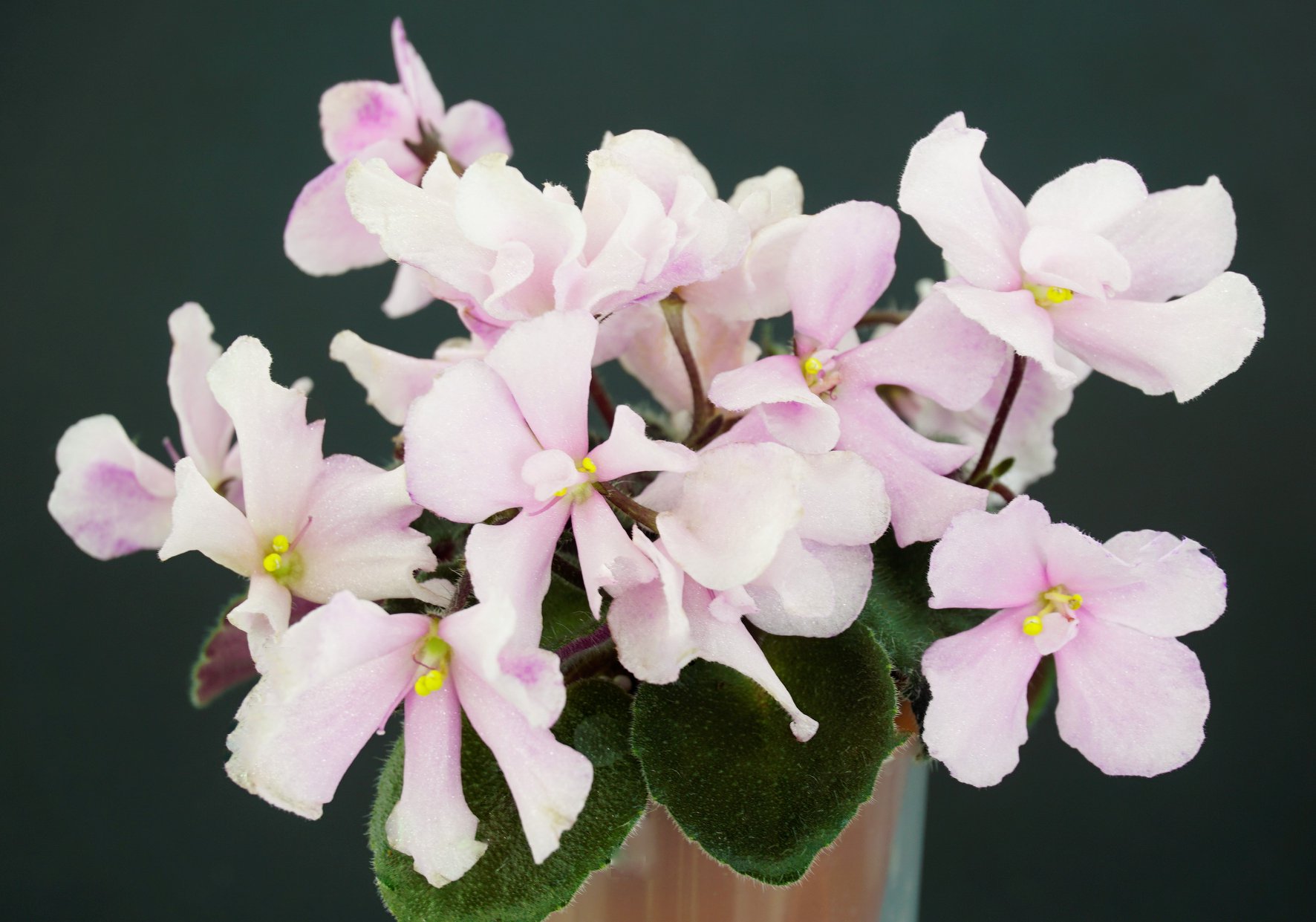 Imp's Acrodynia Fairy (J. Jackson)