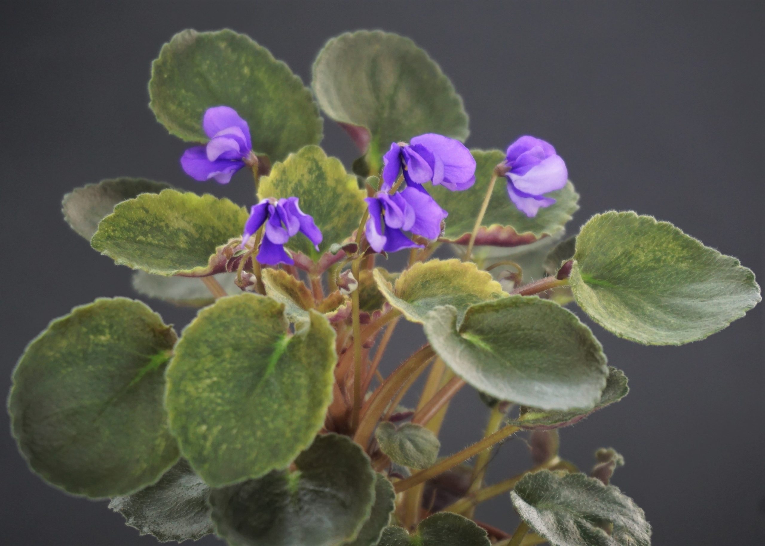 Senk's Blue Cascade (R. Follett/D. Senk)