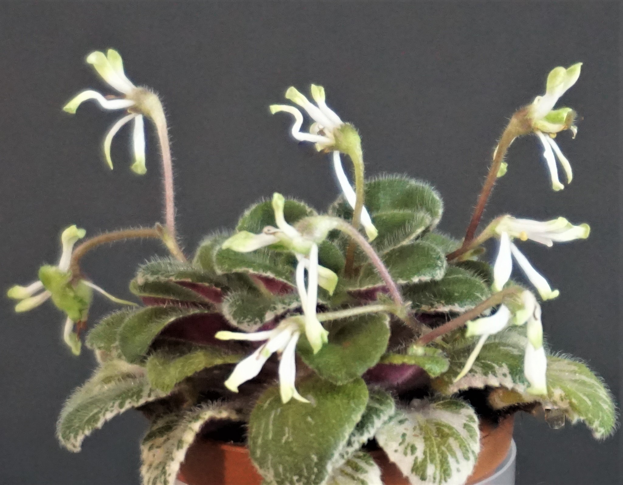 Senk's Vespa Verde green (R.Follett/D.Senk)