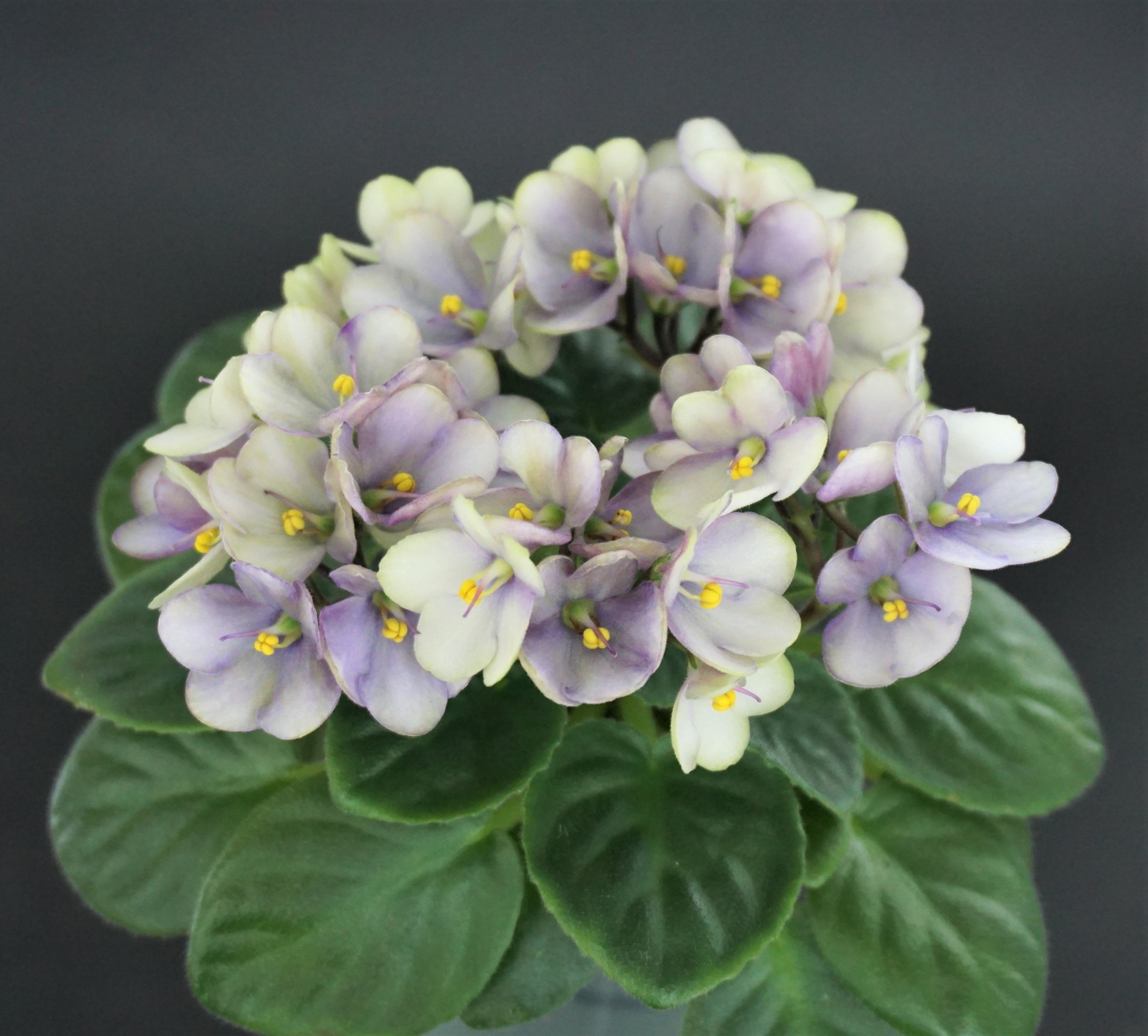 Optimara Little Trio (M.Holtkamp)