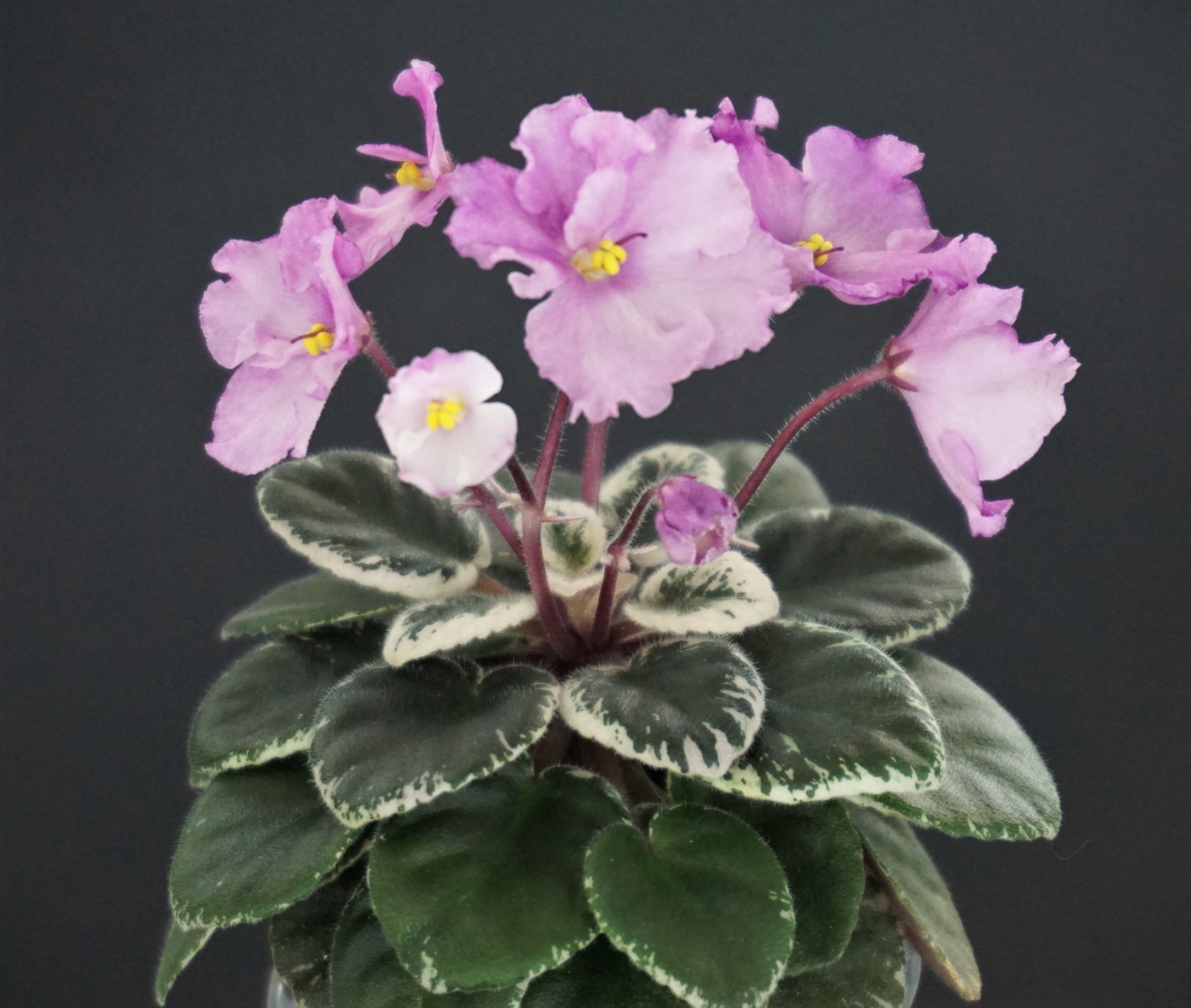 Jolly Treasure (H. Pittman)