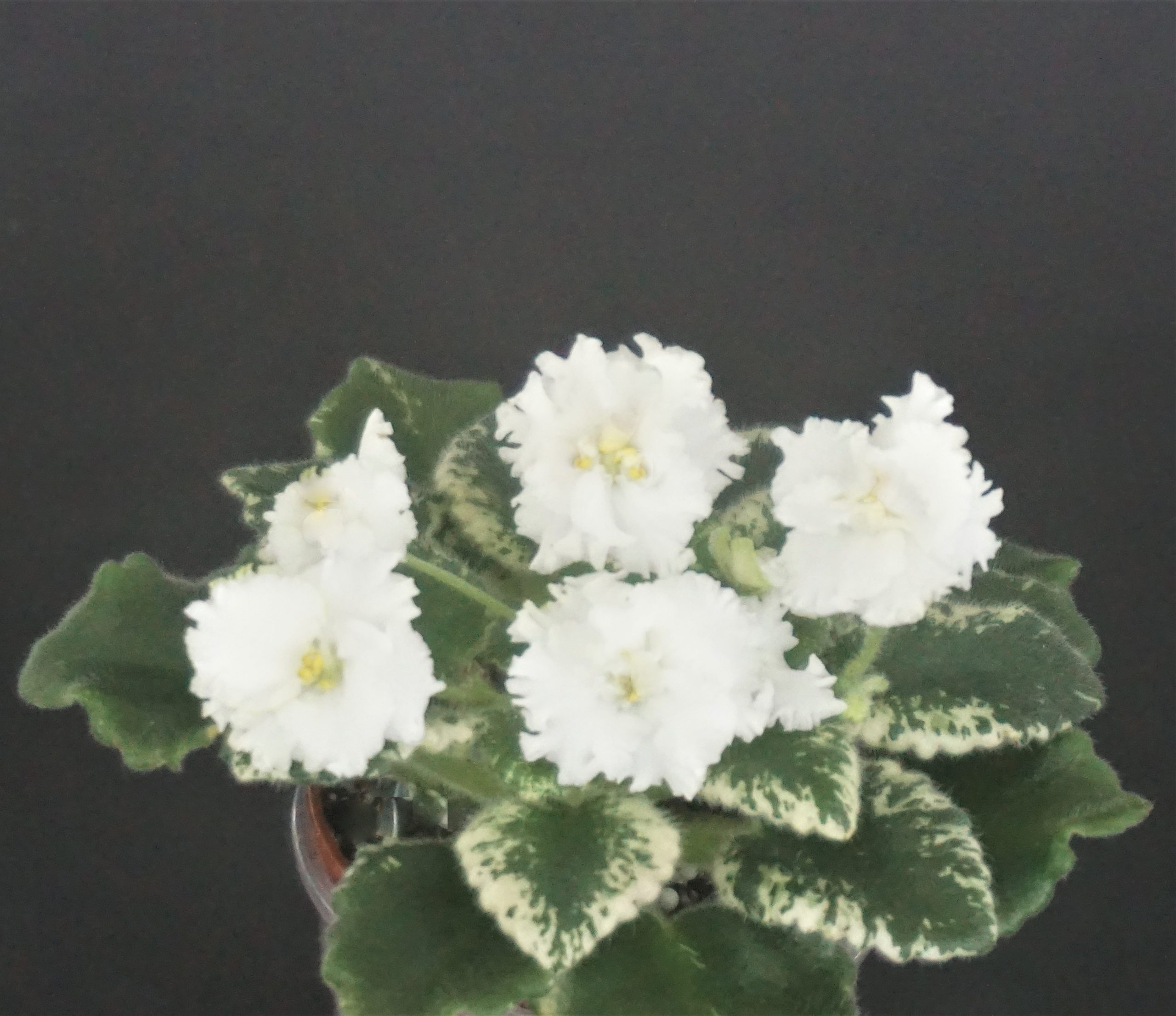 Morgan's Brittany White (C.Eros)