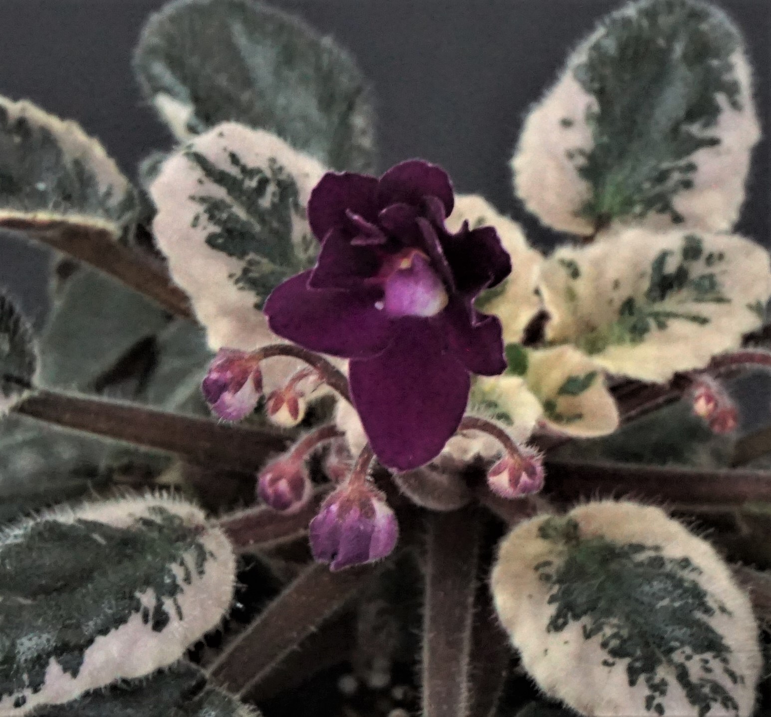Black Jewel (H.Pittman)