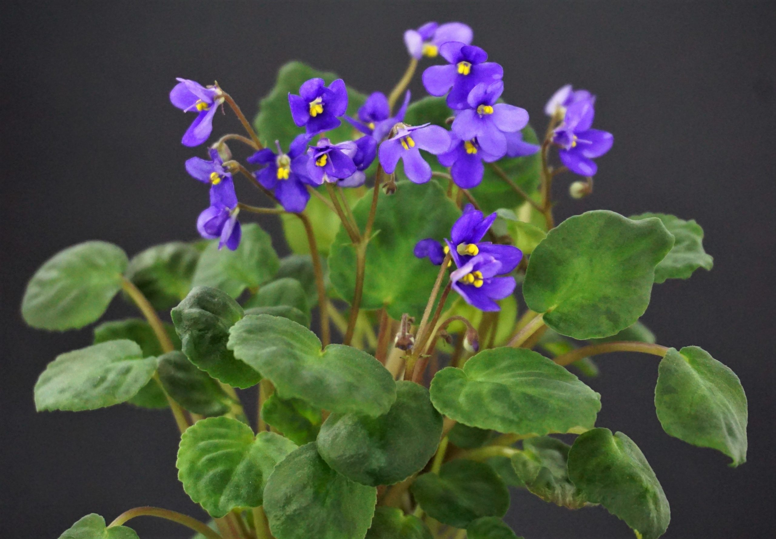 Saintpaulia brevipilosa