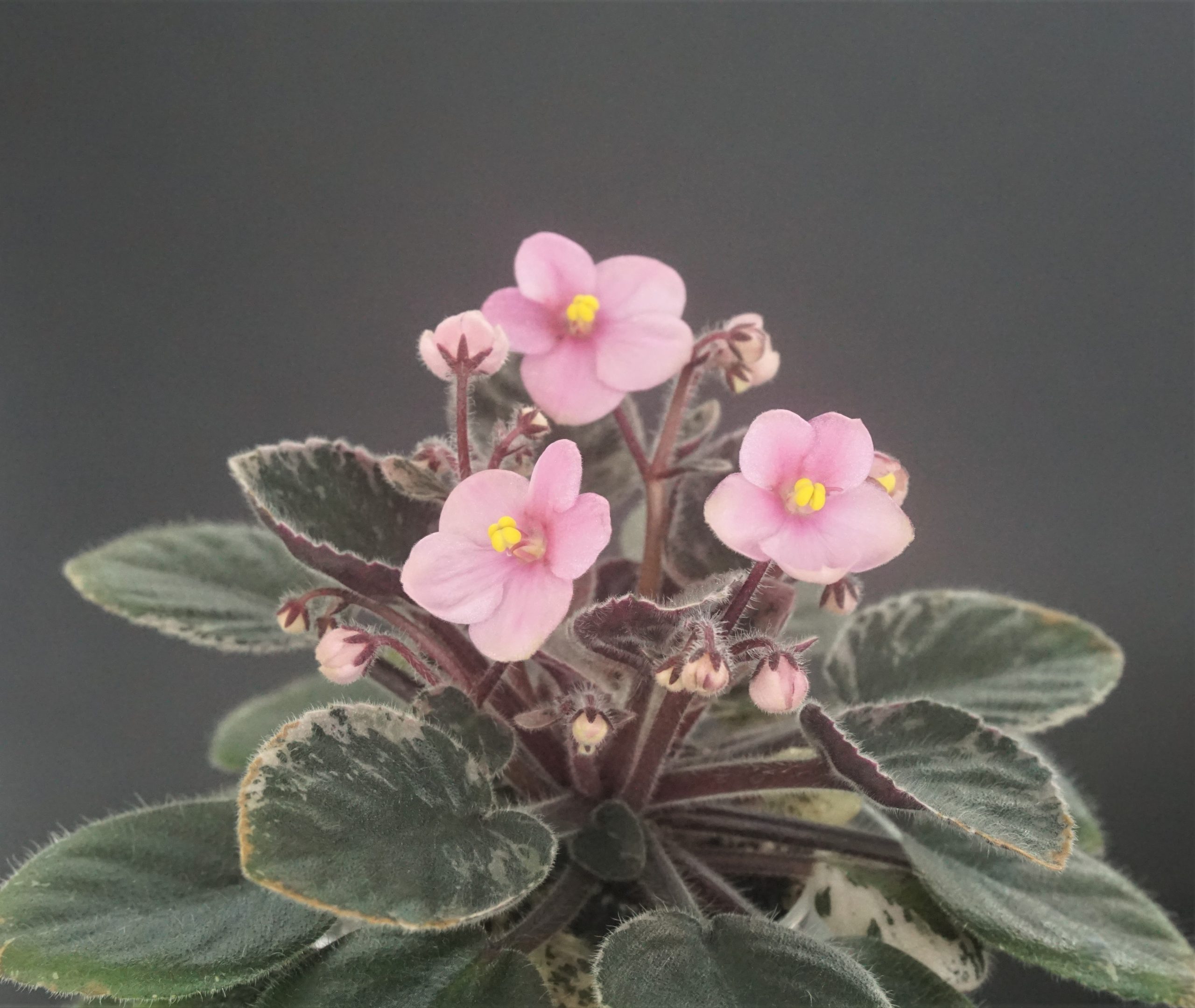 Mac's Shangri-la Serendipity (G.McDonald)