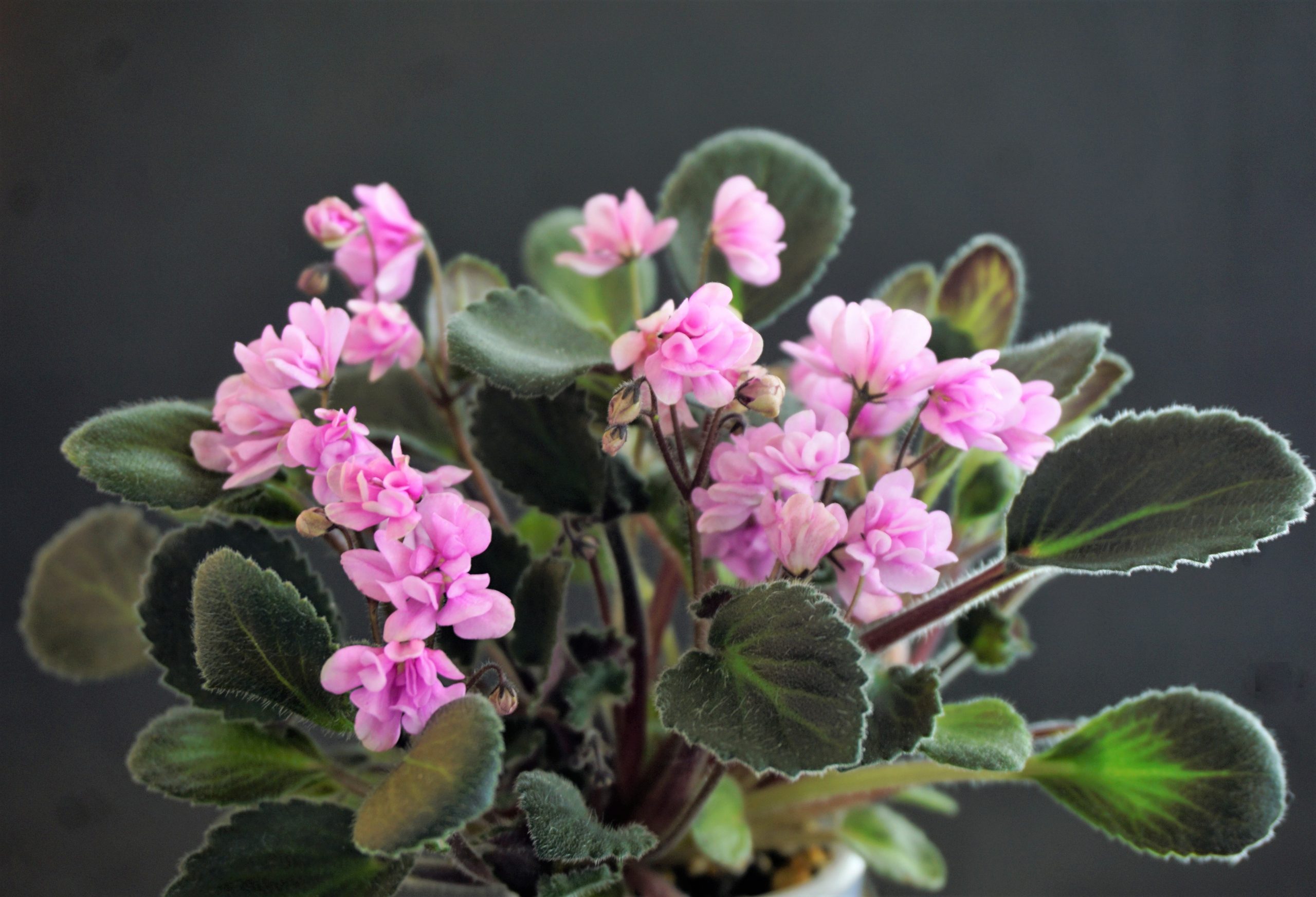 Nosegay Pink (J.Swift)