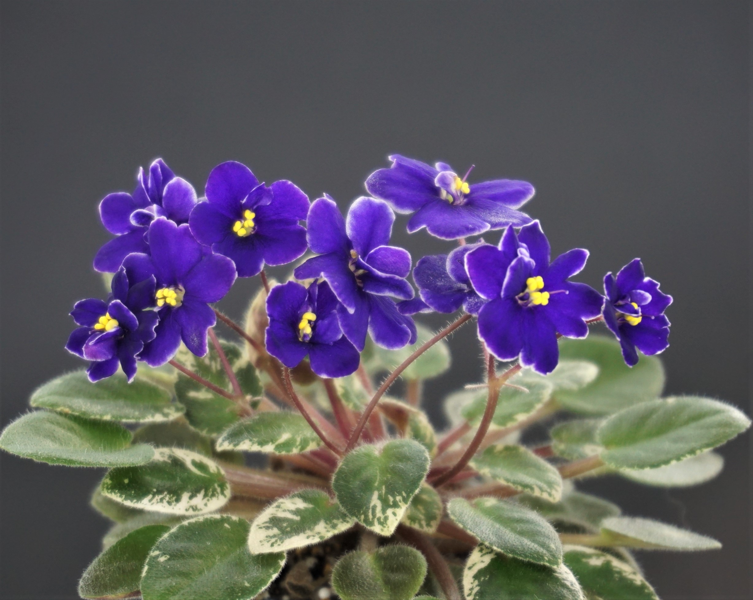 Rainbow's Peewee Nocturne (R.Wasmund)