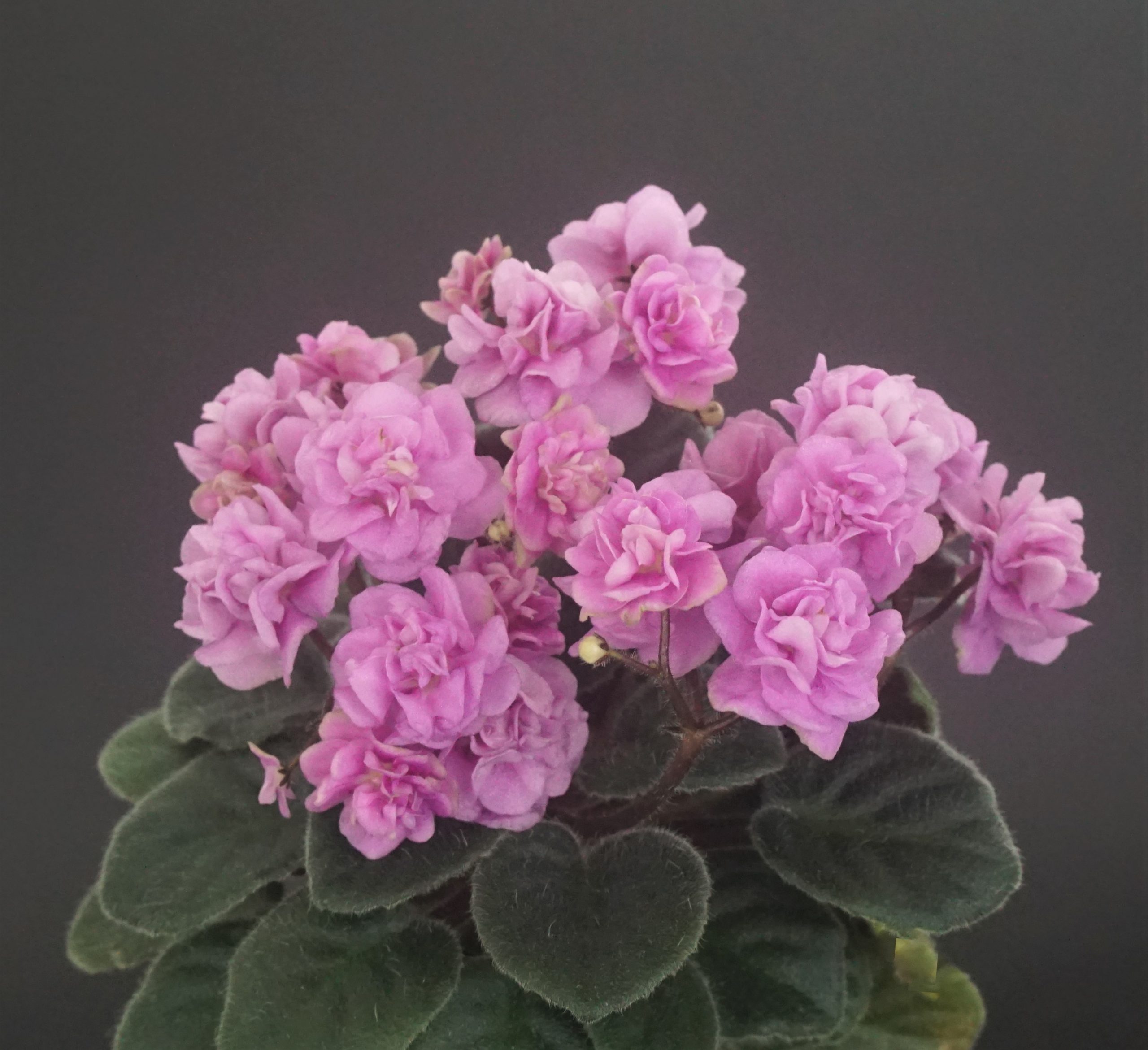 Rosy Cheeks (LLG/P.Sorano)