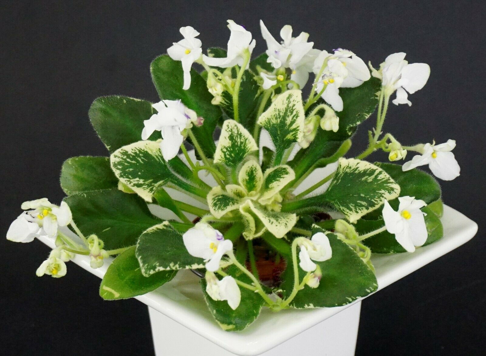 Senk's Snow Fairy (R. Follett/D. Senk)