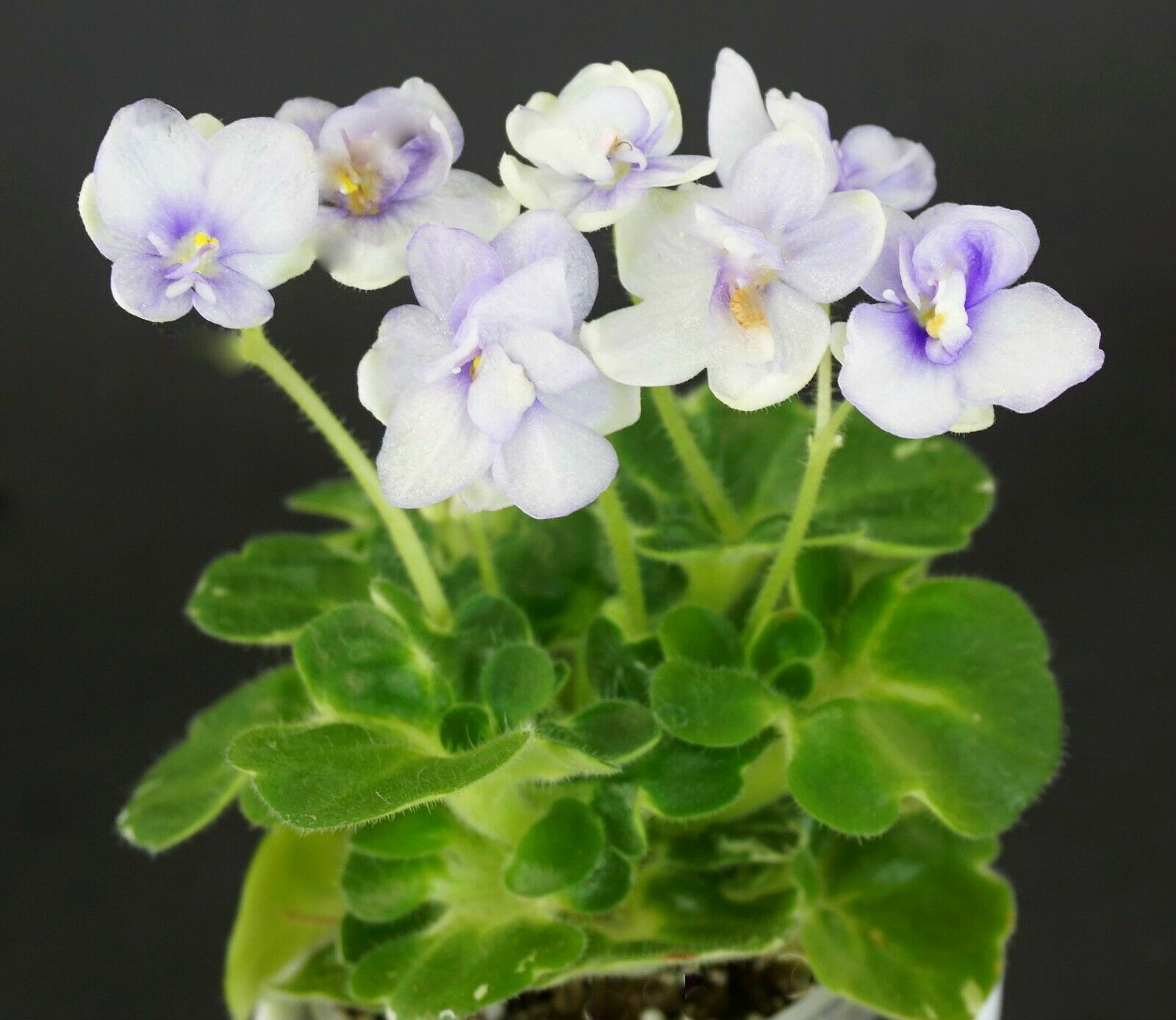 Senk's Green Goddess (R.Follett/D.Senk)