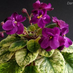 Dark Kiss (LLG)