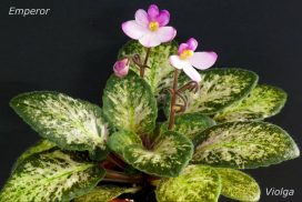 Senk's Blue Ice (R. Follett/D. Senk)