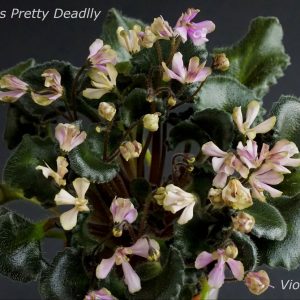 Imp’s Pretty Deadly (J.Jackson)