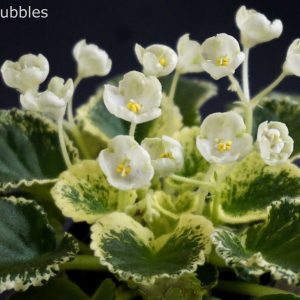 Imp`s Bog Bubbles (J.Jackson)