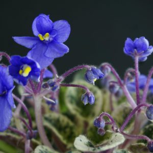 Dean's Lavender Blue (C.Hobbs/H.Hobbs)
