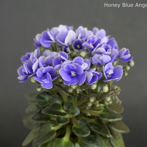 Honey Blue Angel (B.Goodsell/H.Pittman)