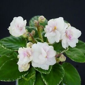 Cassannie (D.Tooker)