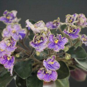 Jolly Lacey (H. Pittman)