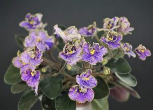 Calico Blue Trail (L. Ray)