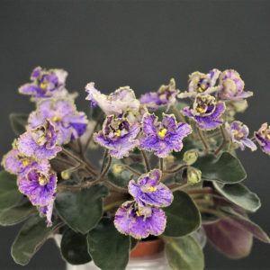 Imp`s Kyanite Sparkle (J.Jackson)