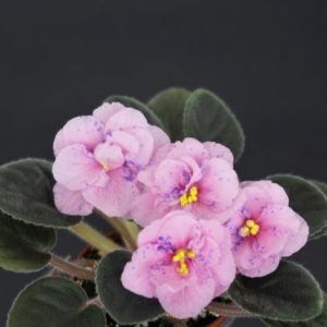 Senk's Beanstalk (R. Follett/D. Senk)