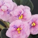 Mac's 1306-2 (G.McDonald)