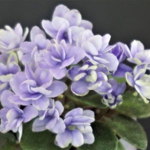 Н-Рондо (Н.Бердникова)