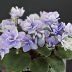 Imp`s Bog Bubbles (J.Jackson)
