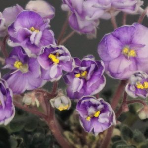 Mac's Carnival Clown (G.McDonald)