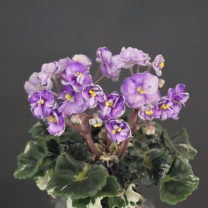 April Romeo (H.Pittman)