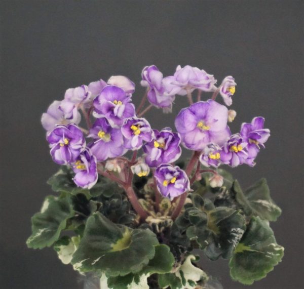 April Romeo (H.Pittman)