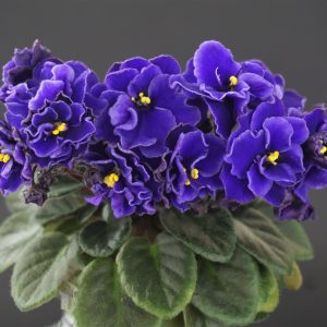 Blue Blazes (D.Harrington)